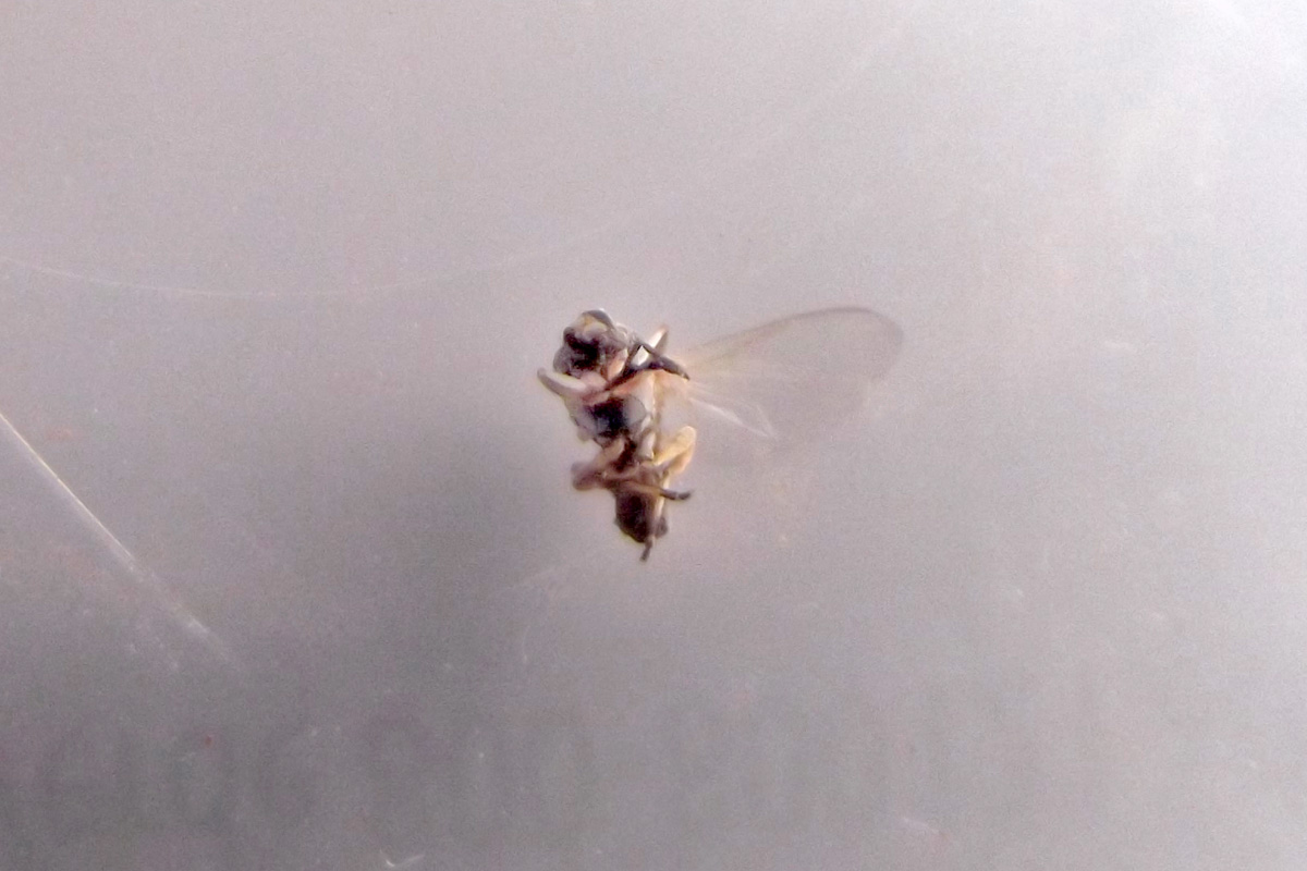 Simuliidae; Simulium sp., femmina
